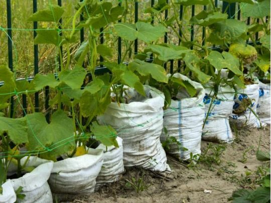 Як&nbsp;одержати багатий урожай огірків, якщо землі дуже мало: лайфхак від досвідченого городника
