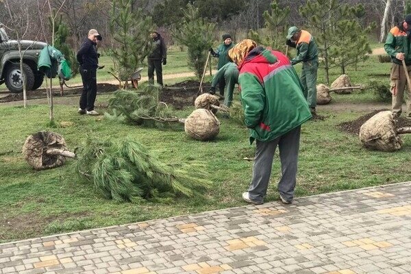 В Парке победы высадили аллею сосен, которую подарили одесситы