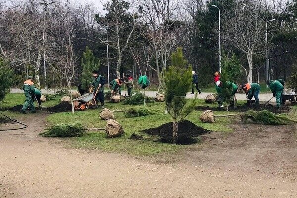 В Парке победы высадили аллею сосен, которую подарили одесситы