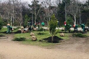 В Парке победы высадили аллею сосен, которую подарили одесситы