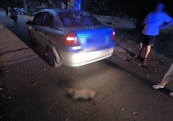 В Одессе водитель насмерть сбил собаку: как его наказали