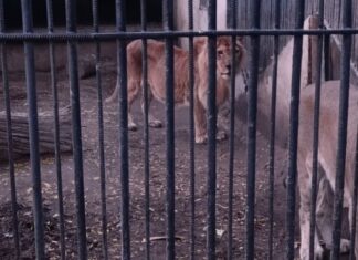 В Одессе в зоопарке умерла львица
